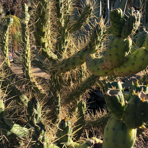 Cactus - Picture 2 of 4